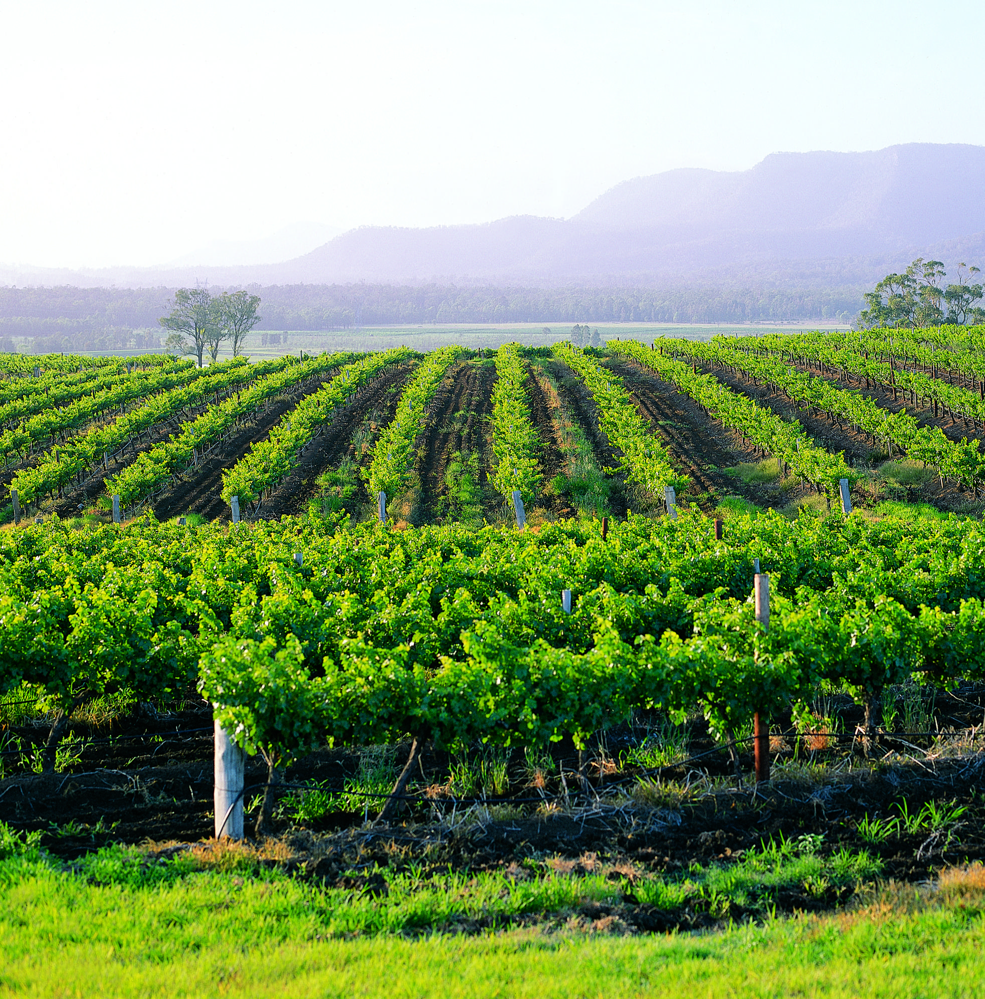 Hunter Valley Resort, Hunter Farm Adventure Centre & 4 Pines At The Farm Pokolbin Exterior foto